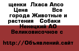 щенки  Лхаса Апсо › Цена ­ 20 000 - Все города Животные и растения » Собаки   . Ненецкий АО,Великовисочное с.